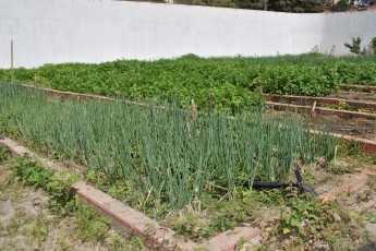 horta-unilab-plantio